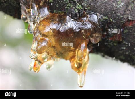 Organic Gummosis Cytospora Leucostoma Canker Living On A Cherry Tree