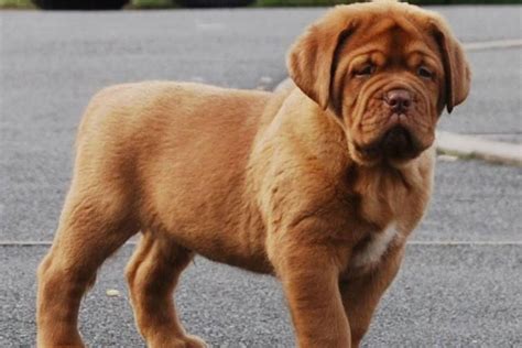 4 ways to find cheaper puppy vaccinations. French Mastiff Puppy For Sale