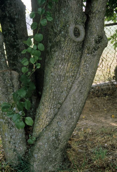 Bradford Pear Tree Identification Quinn Danner