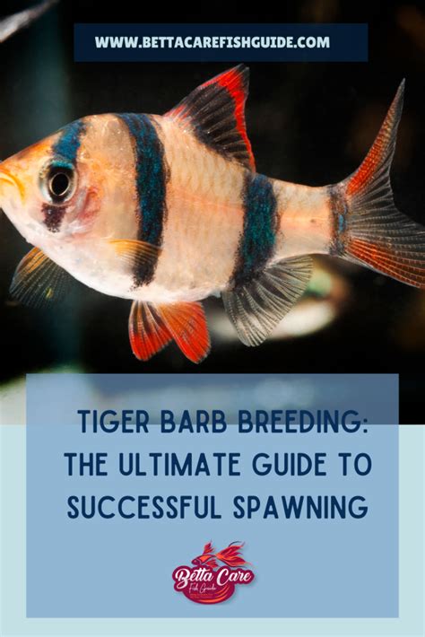 Tiger Barb Breeding The Ultimate Guide To Successful Spawning Betta