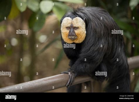 Monkey With Face Like Human Stock Photo Alamy