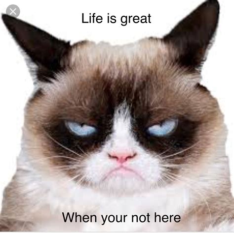 For Some People Yes😾 Funny Grumpy Cat Memes Grumpy Cat Humor Cat