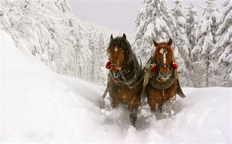 Horse Snow Wallpapers Hd Desktop And Mobile Backgrounds