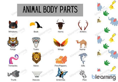 Animal Body Language Chart