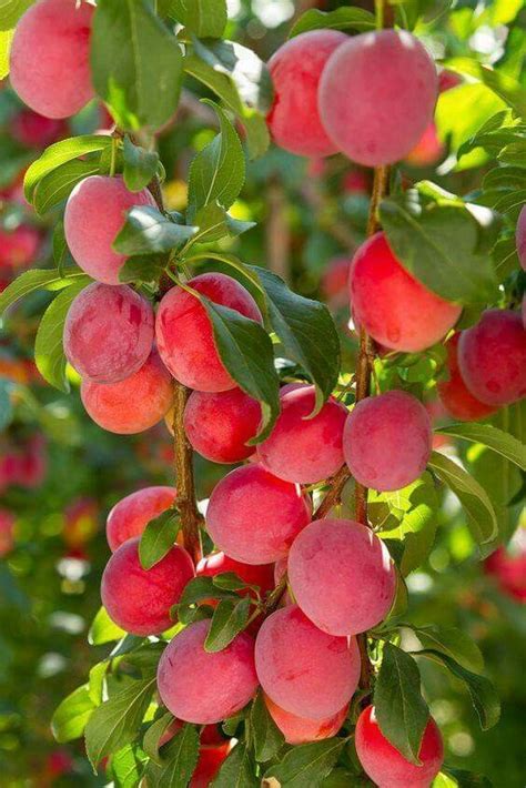 Fruit Tree Garden Fruit Plants Garden Trees Fruit Trees Beautiful