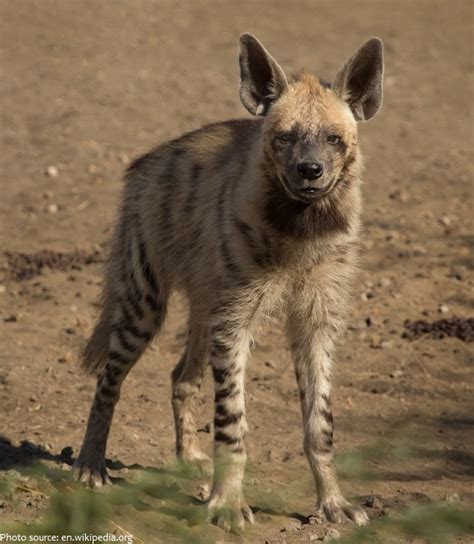 Interesting Facts About Hyenas Just Fun Facts