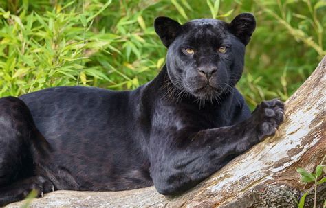 Black Panther Jaguar Black Panther Jaguar Wallpaper Animals Wallpaper