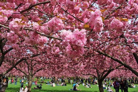 Brooklyn Botanic Garden Cherry Blossom Season — Artisan And King