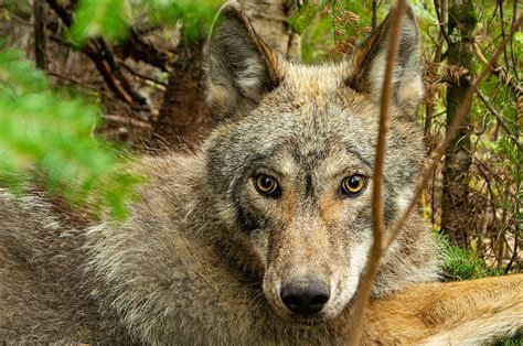 Watch How Wolves Spend Their Summers On A Forest Trail In Minnesota