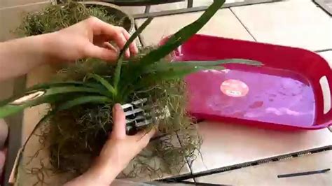 Diy Hanging Vanda Orchid Basket Youtube