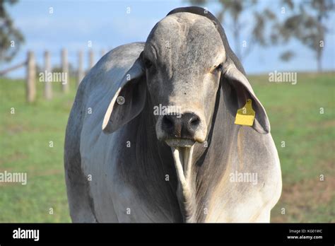 Brahman Breed Of Cattle Hi Res Stock Photography And Images Alamy