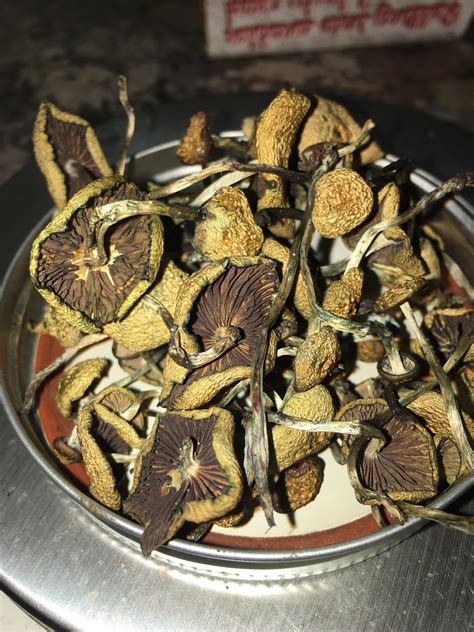 5g Of Dried Psilocybe Cyanescens Rshrooms