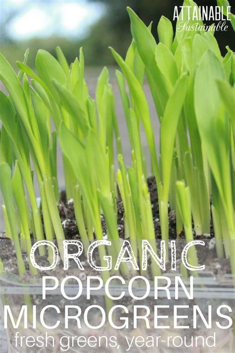 Growing Organic Popcorn Microgreens Is Easy And Fast Start Them Today