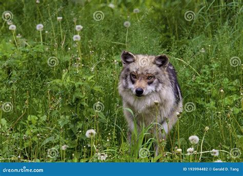 Mexican Gray Wolf Female 708523 Stock Photo Image Of Rare Survival