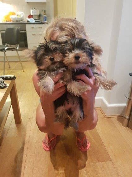 Welcome to west lafayette, home of purdue university. 3 Gorgeous Teacup Yorkie Puppies For Free LAFAYETTE INDIANA Pets For Sale Classified Ads ...