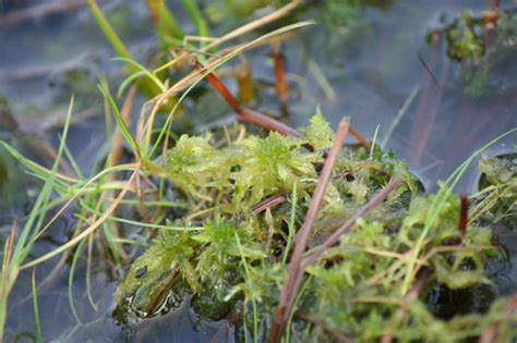 Majestic Earth Sphagnum Peat Moss Ph - the problem with sphagnum peat moss and where it comes from