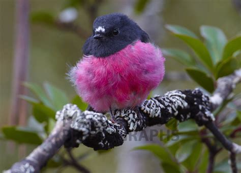 Buy Pink Robin Image Online - Print & Canvas Photos - Martin Willis ...