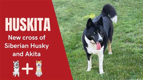 Huskita The New Cross Of Siberian Husky And Akita Youtube