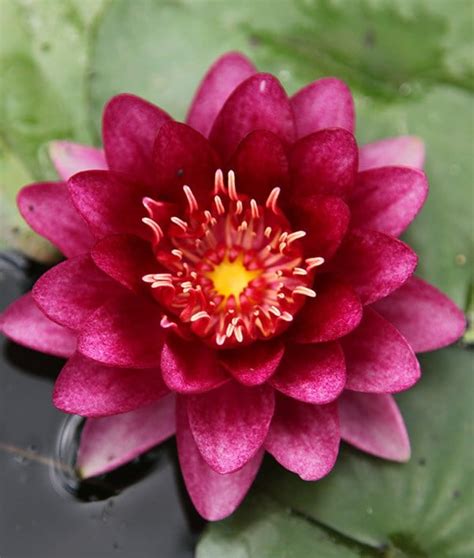 Buy Water Lily Nymphaea Almost Black £2999 Delivery By Crocus
