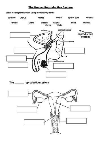 The Human Reproductive System Ks3 Teaching Resources Riset