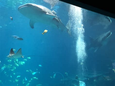 Exploring The Majestic World Of Whale Sharks In Aquariums Balisharks Com