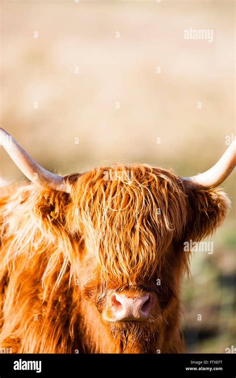 Isle Of Mull Scotland Bright Orange Highland Cow Stock Photo Alamy