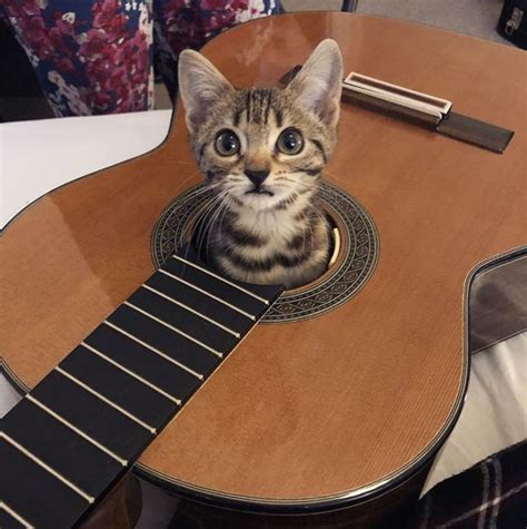 Whenever She Hears Her Human Play Guitar This Teeny