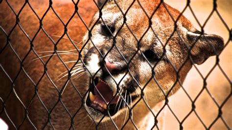 Shasta Celebrates Birthday With A Growl The Daily Cougar