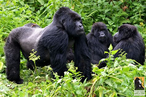 Twibuke And His Group Dian Fossey Mountain Gorilla Silverback