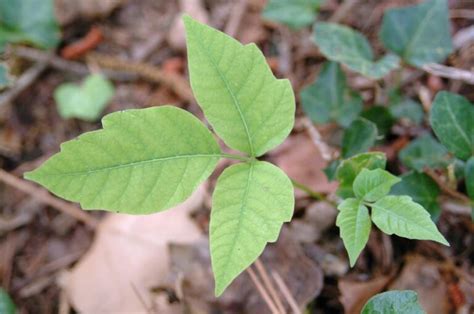 8 Ways To Kill Poison Ivy Without Killing Other Plants The