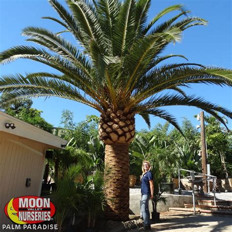 Pineapple Palmcanary Island Date Palm Canary Island Date Palm