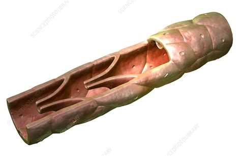 Lymph Vessel Stock Image F0020603 Science Photo Library