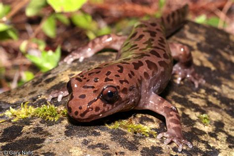 Coastal Giant Salamander Dicamptodon Tenebrosus