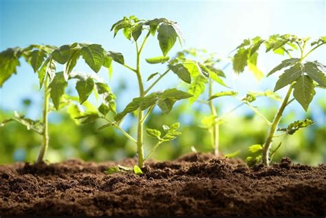 What nutrients do tomatoes need. Best Fertilizer for Tomatoes, Nutrients Tomato Need to Grow