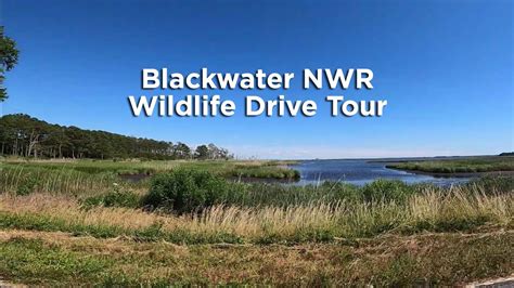 Blackwater Nwr Wildlife Drive Tour Summer 2020 Youtube