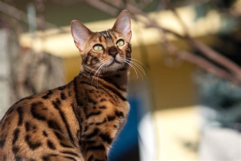 Bengal Cat In The Garden Free Photo Download Freeimages