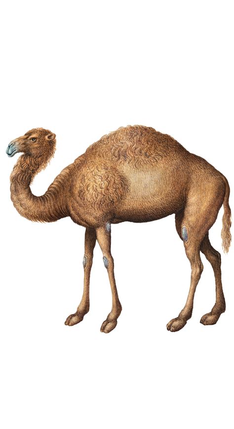 Vintage Art Camel Dromedary Free Stock Photo Public Domain Pictures