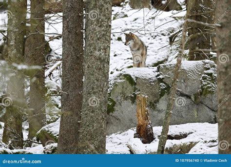 Eurasian Wolf In White Winter Habitat Beautiful Winter Forest Stock