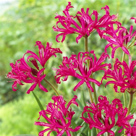 Marbrasse desktop glass planter hydroponics vase,planter bulb vase with holder for home decoration,modern creative bird plant terrarium stand, scindapsus container (bulb vase). Nerine Bowdenii Mister John | J Parker Dutch Bulbs (With ...