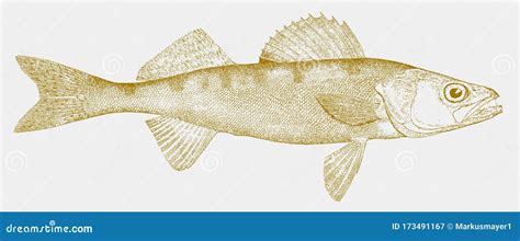 Sauger, a Freshwater Fish from North America in Side View Stock Vector