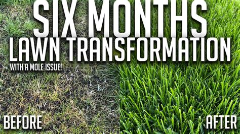 6 Month Lawn Transformation How I Fixed My Ugly Lawn With A Mole