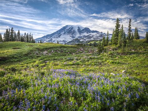 Paradise Meadows Wildflowers Mount Rainier National Park W Flickr