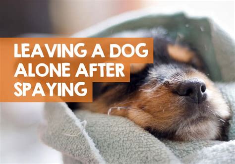 How To Take Care Of A Dog After Being Spayed How To Care For A Dog