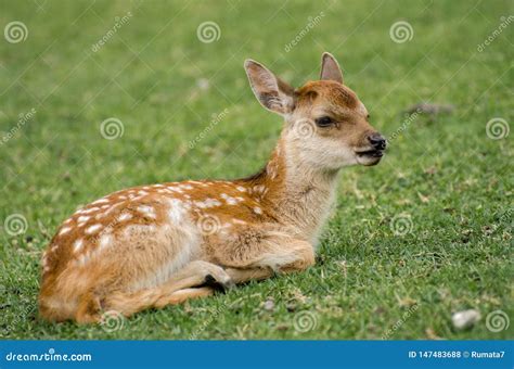 Baby Sika Deer Cervus Nippon At Nara Stock Photo Image Of Beautiful