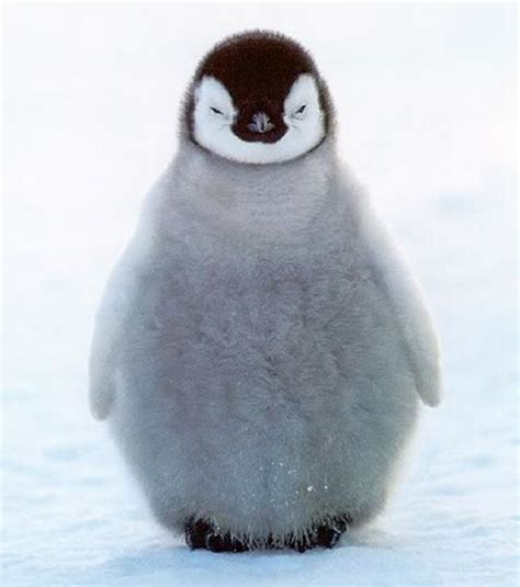 Psbattle This Baby Penguin Getting His Picture Taken Photoshopbattles