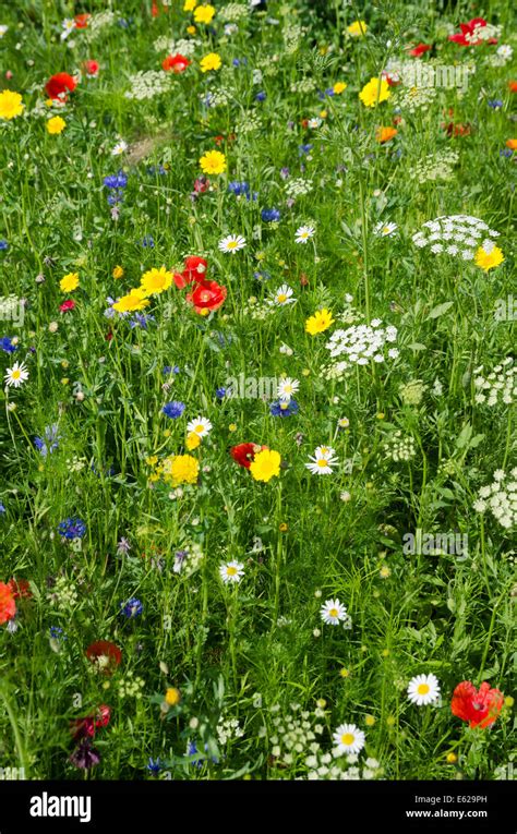 Bright Colourful Wild Flower Meadow Stock Photo Alamy