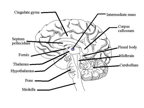 Brain Jack Image: Brain Functions Diagram