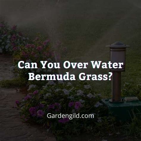 Can You Over Water Bermuda Grass Noanswer Explained