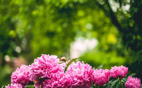 Pink Peonies Hd Hd Desktop Wallpapers 4k Hd