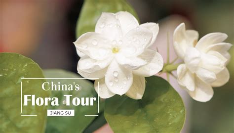 Buy jasmine flower tea and get the best deals at the lowest prices on ebay! How did the Jasmine flower become the symbol of Jiangsu ...